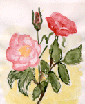 Nicht wie die stolze Rose, die immer bewundert will sein
